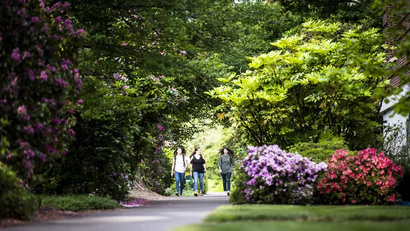 Students walk through campus along a tree lined walkway.