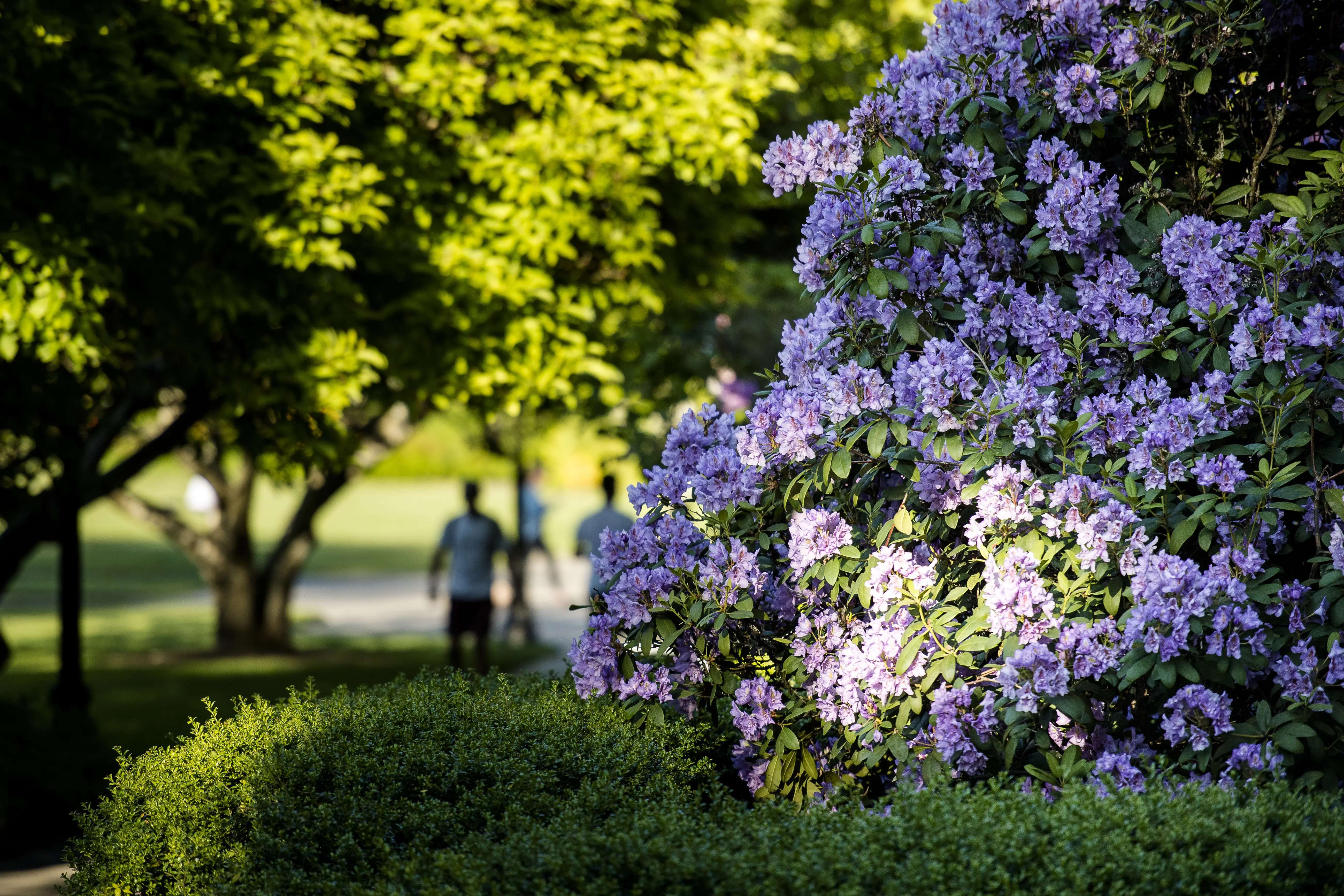 Flower bushes on the university campus. 